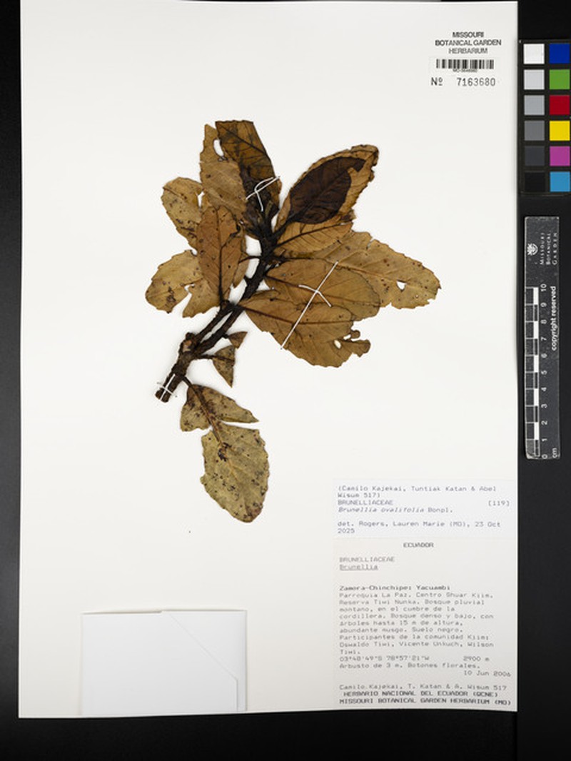 Brunellia ovalifolia photo 7