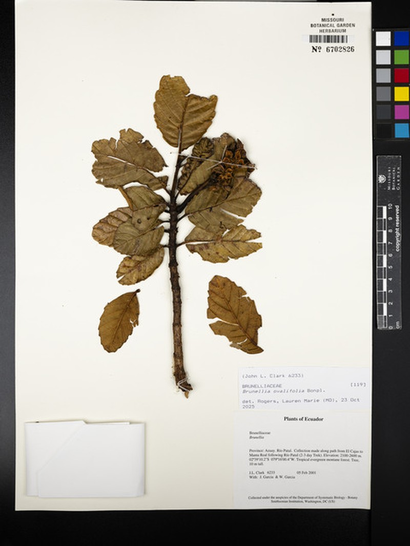 Brunellia ovalifolia photo 8