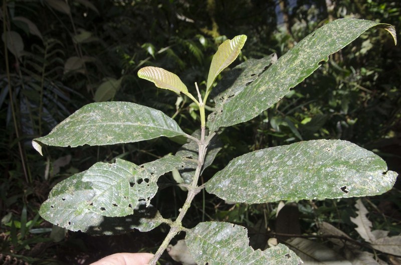 Brunellia pallida