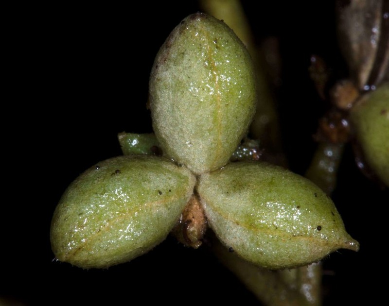 Brunellia pallida photo 2