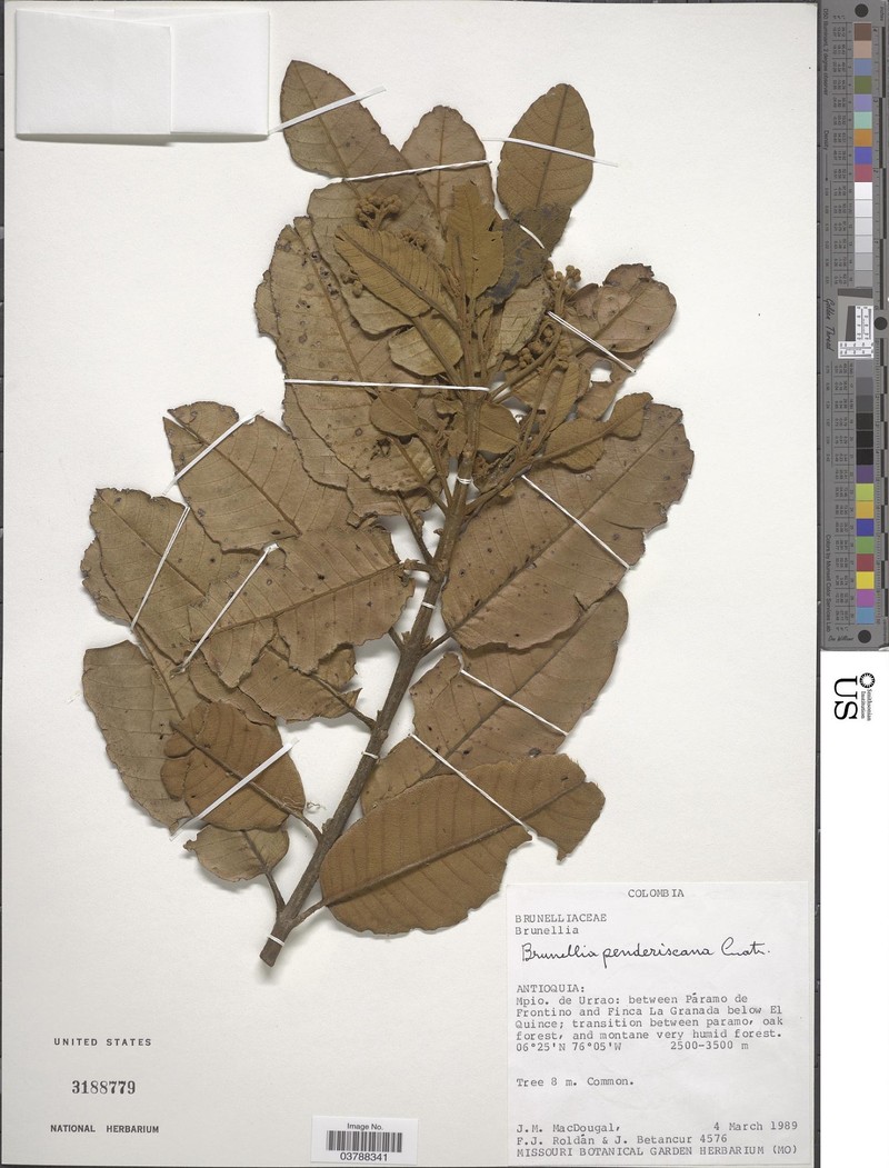 Brunellia penderiscana