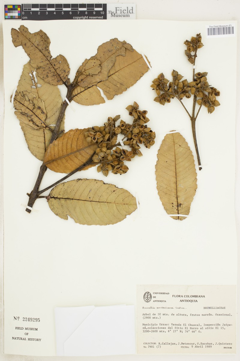 Brunellia penderiscana photo 2