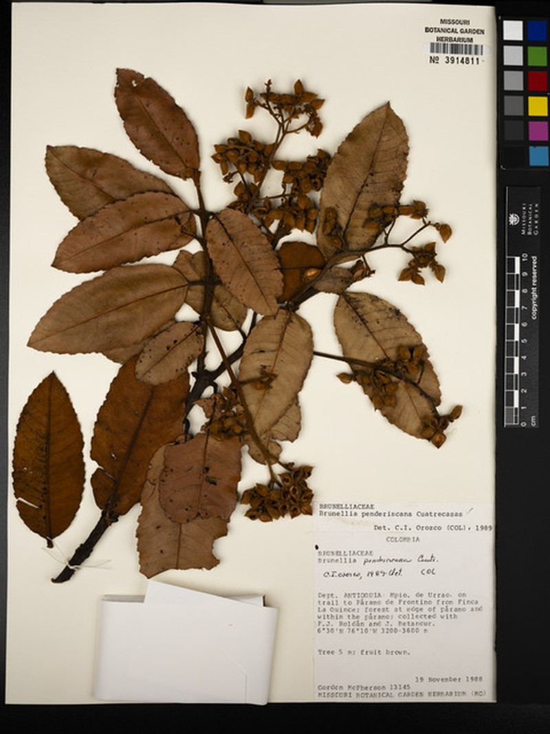 Brunellia penderiscana photo 3