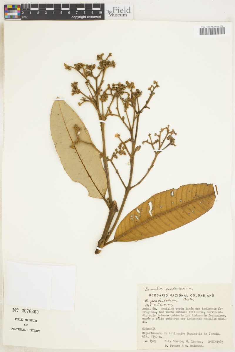 Brunellia penderiscana photo 4