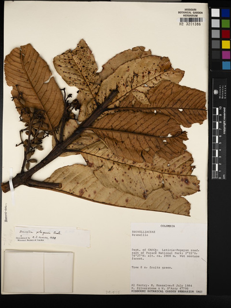Brunellia pitayensis