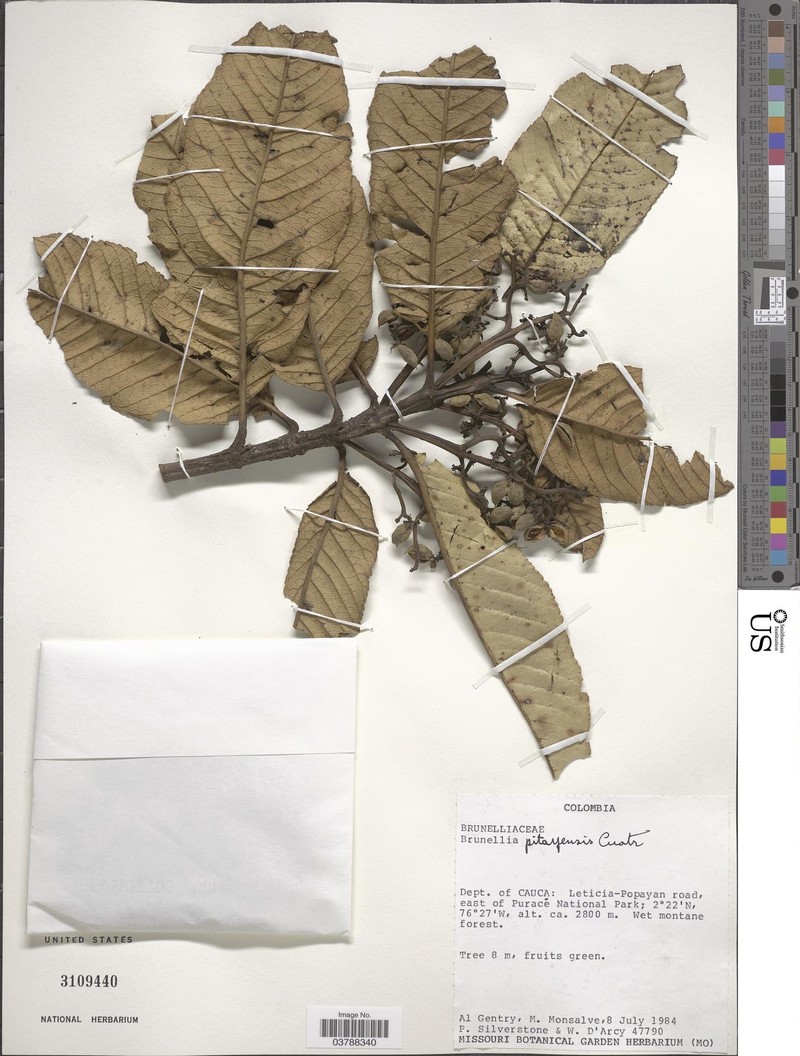 Brunellia pitayensis photo 2