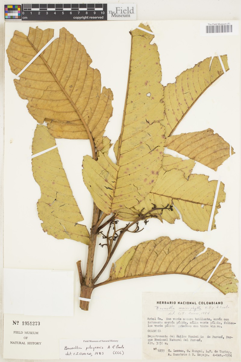 Brunellia pitayensis photo 3