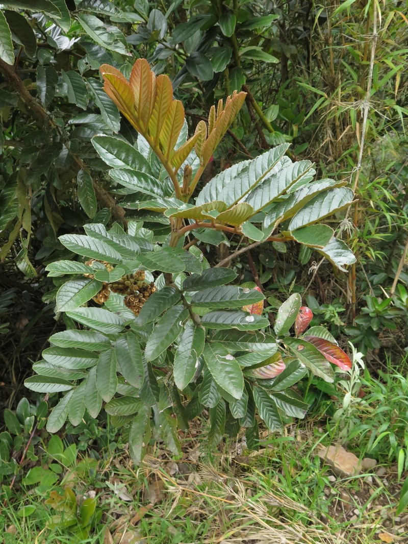 Brunellia propinqua