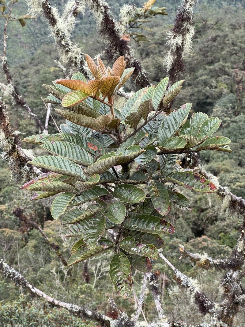Brunellia propinqua photo 2