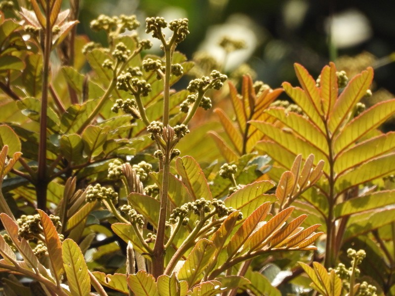 Brunellia propinqua photo 3