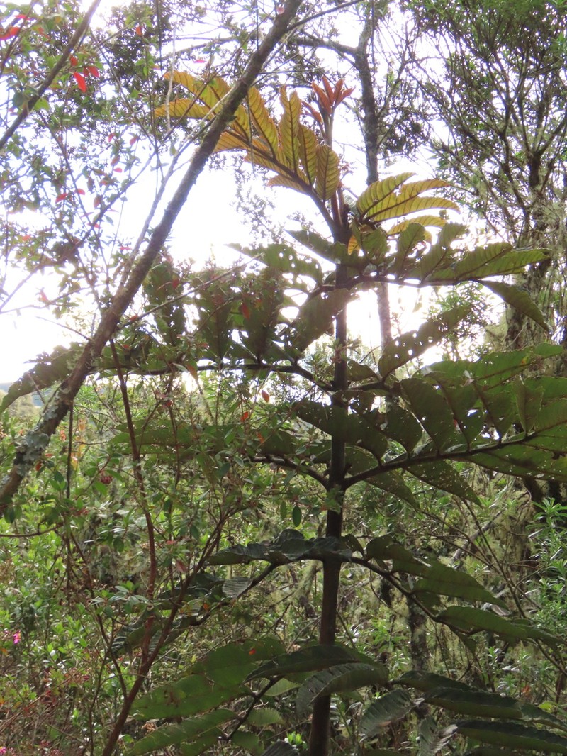 Brunellia propinqua photo 4