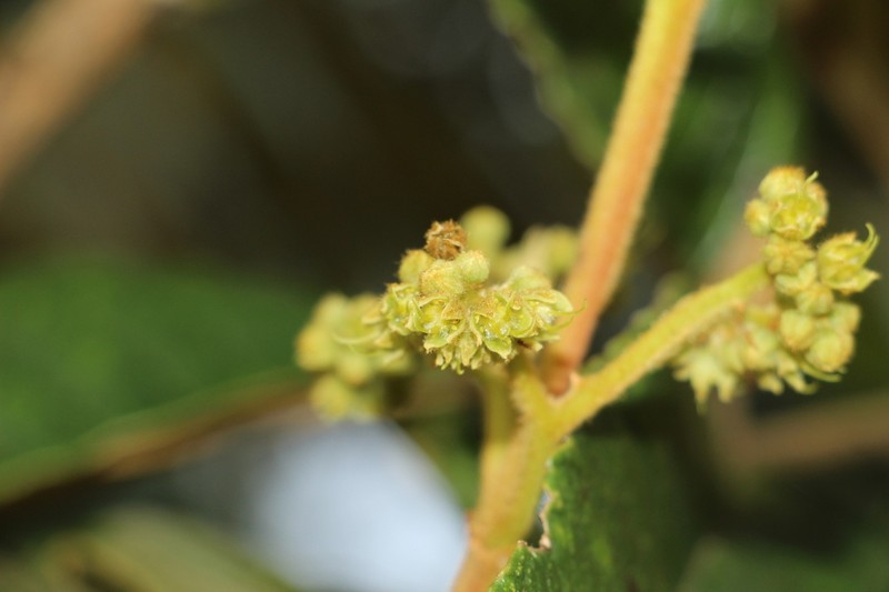 Brunellia propinqua photo 5