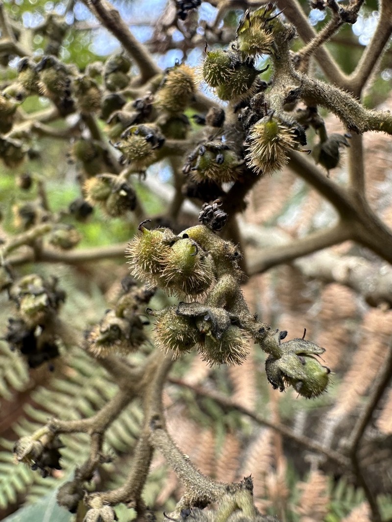 Brunellia propinqua photo 6