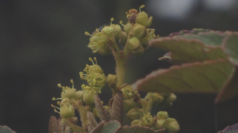 Brunellia propinqua photo 7