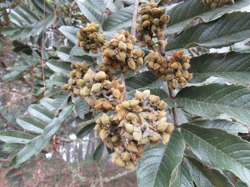 Brunellia propinqua photo 8