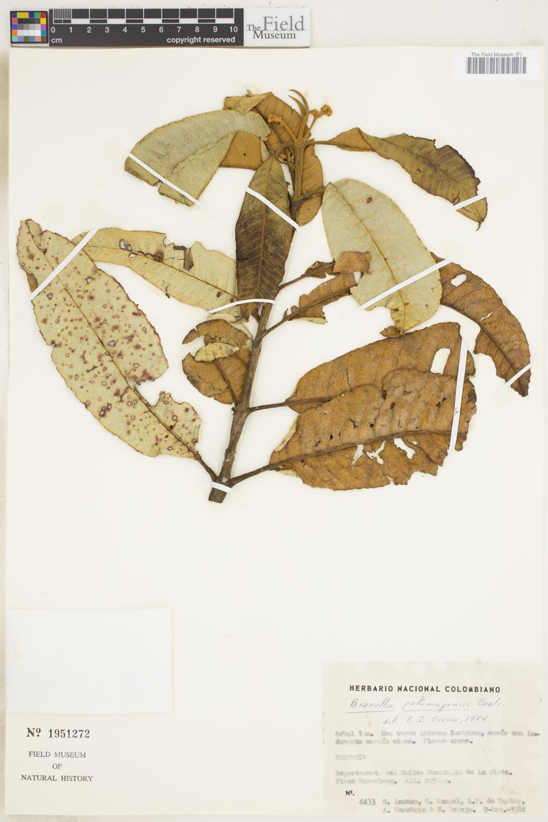 Brunellia putumayensis