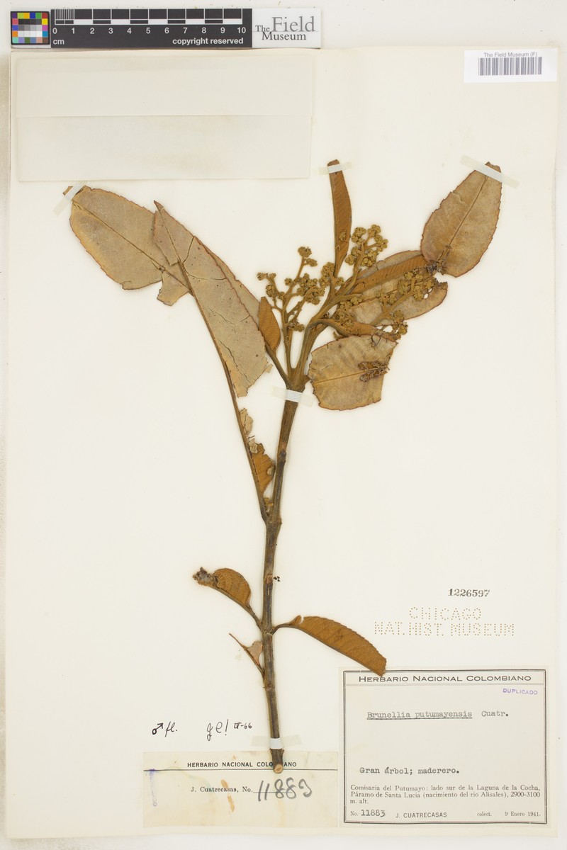 Brunellia putumayensis photo 2