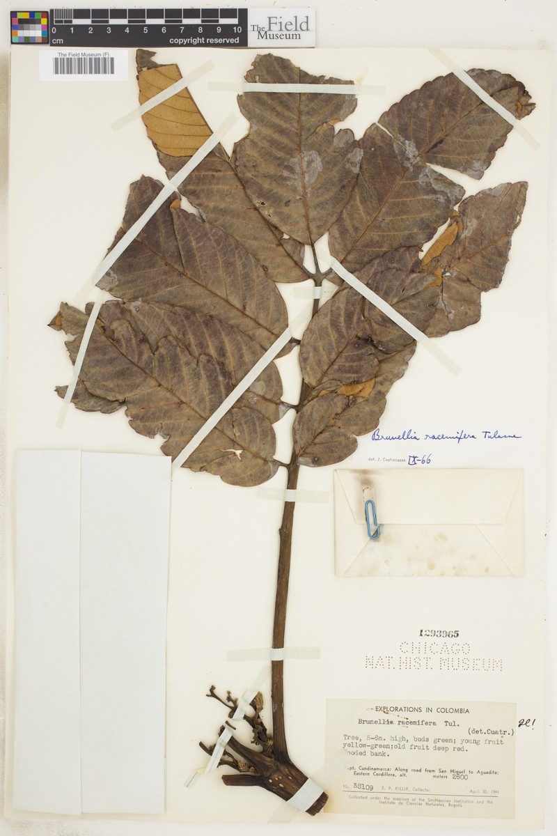 Brunellia racemifera