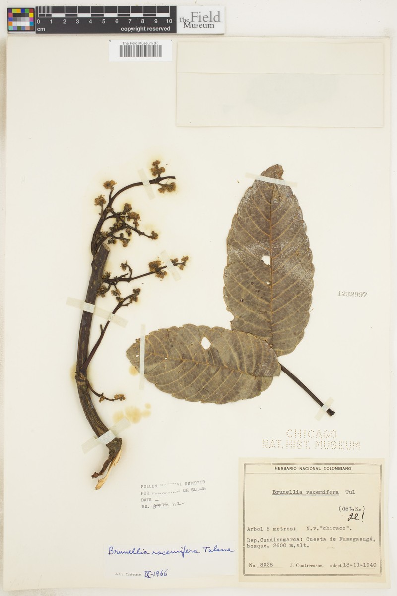 Brunellia racemifera photo 2