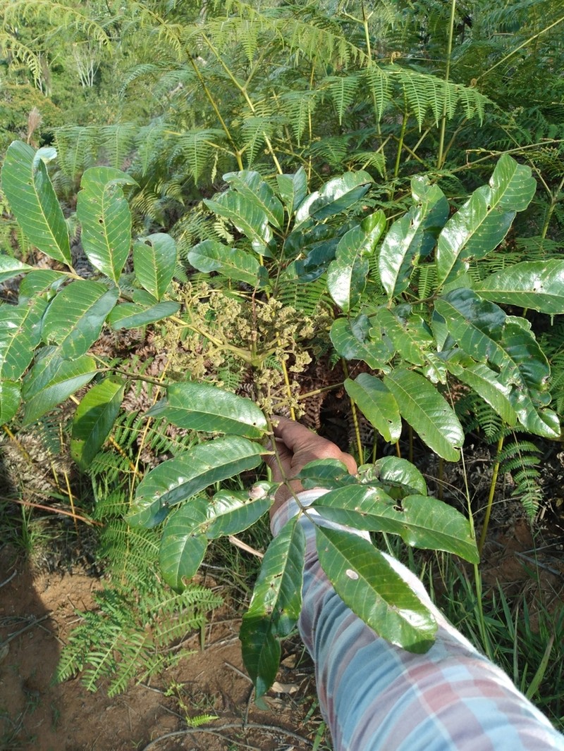 Brunellia rhoides