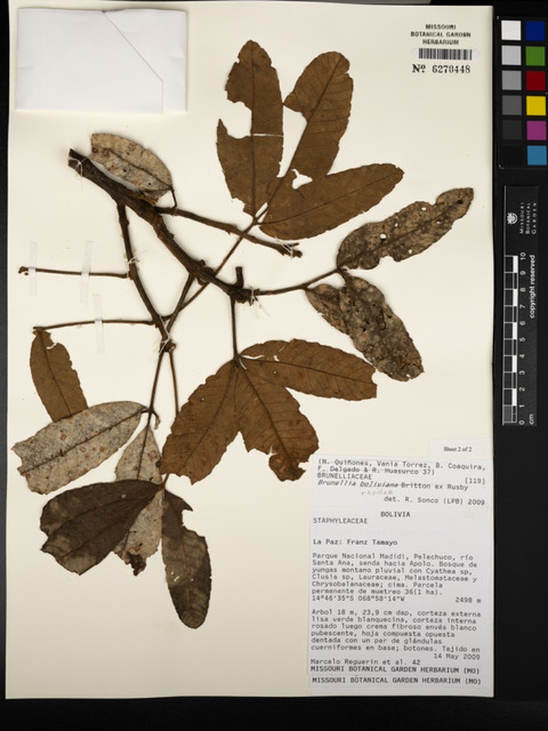 Brunellia rhoides photo 2
