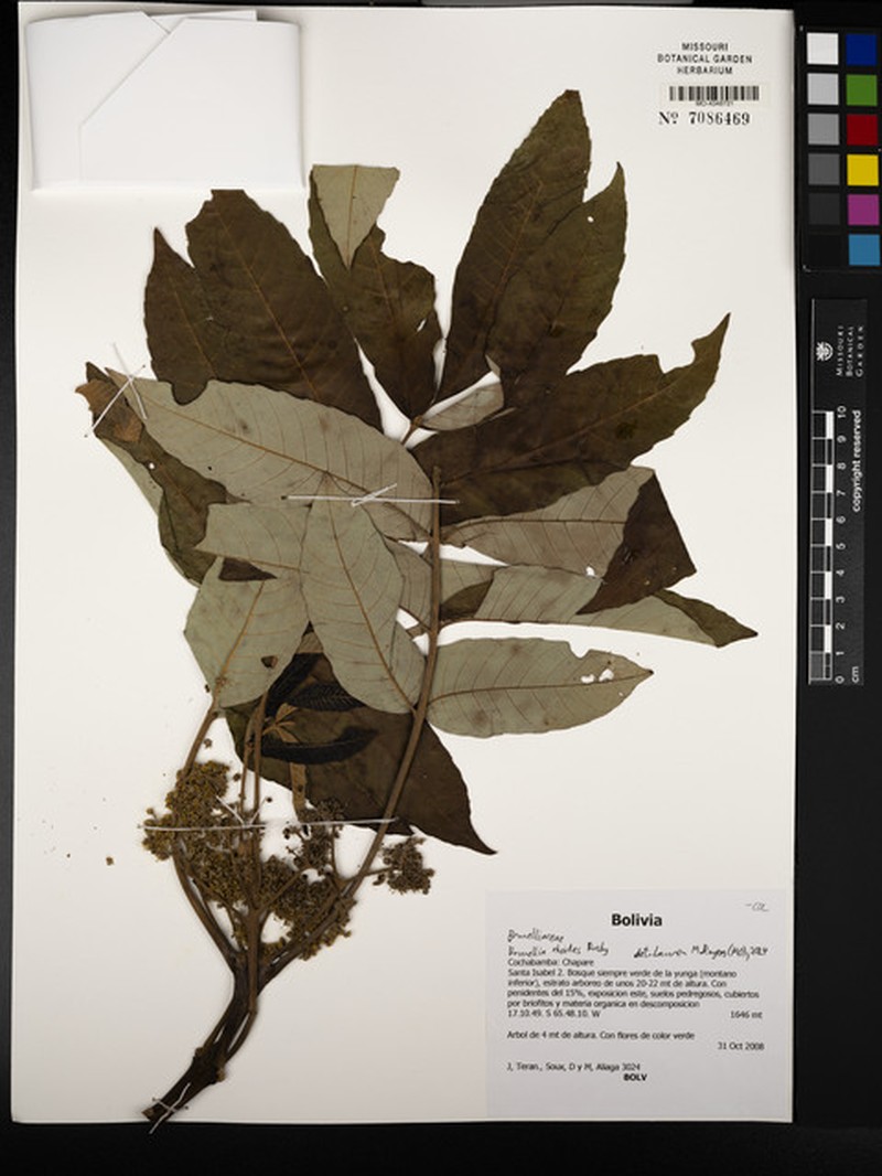 Brunellia rhoides photo 3