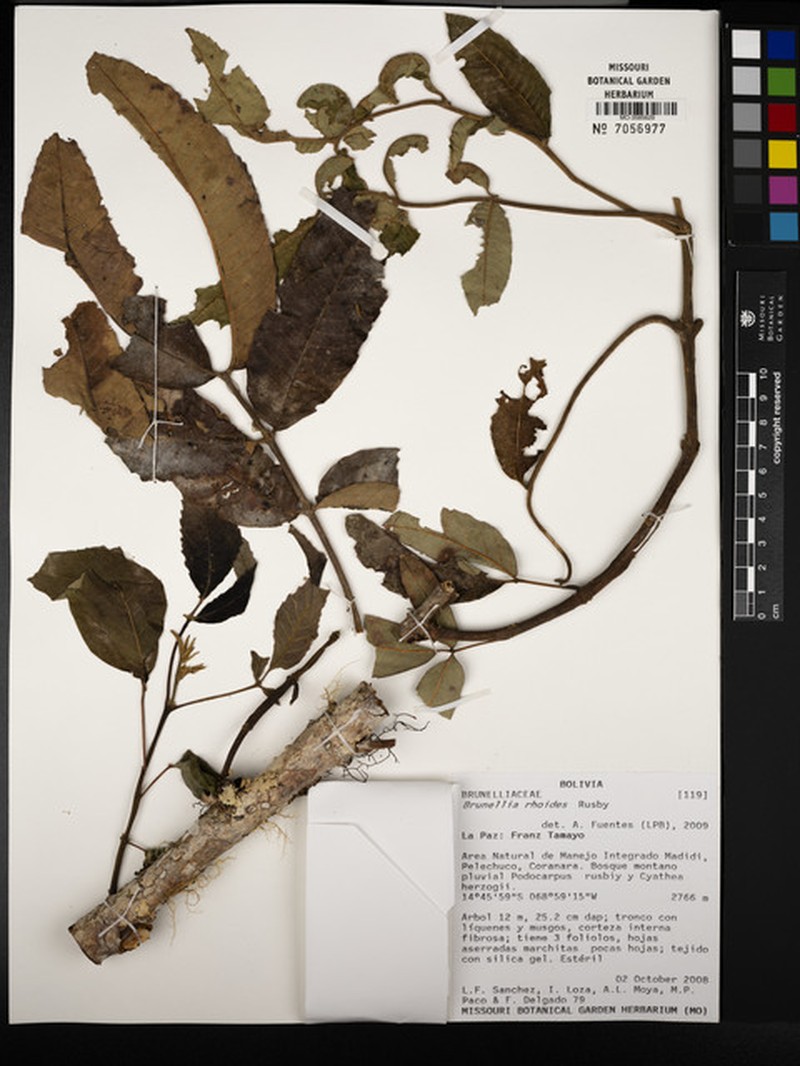 Brunellia rhoides photo 4
