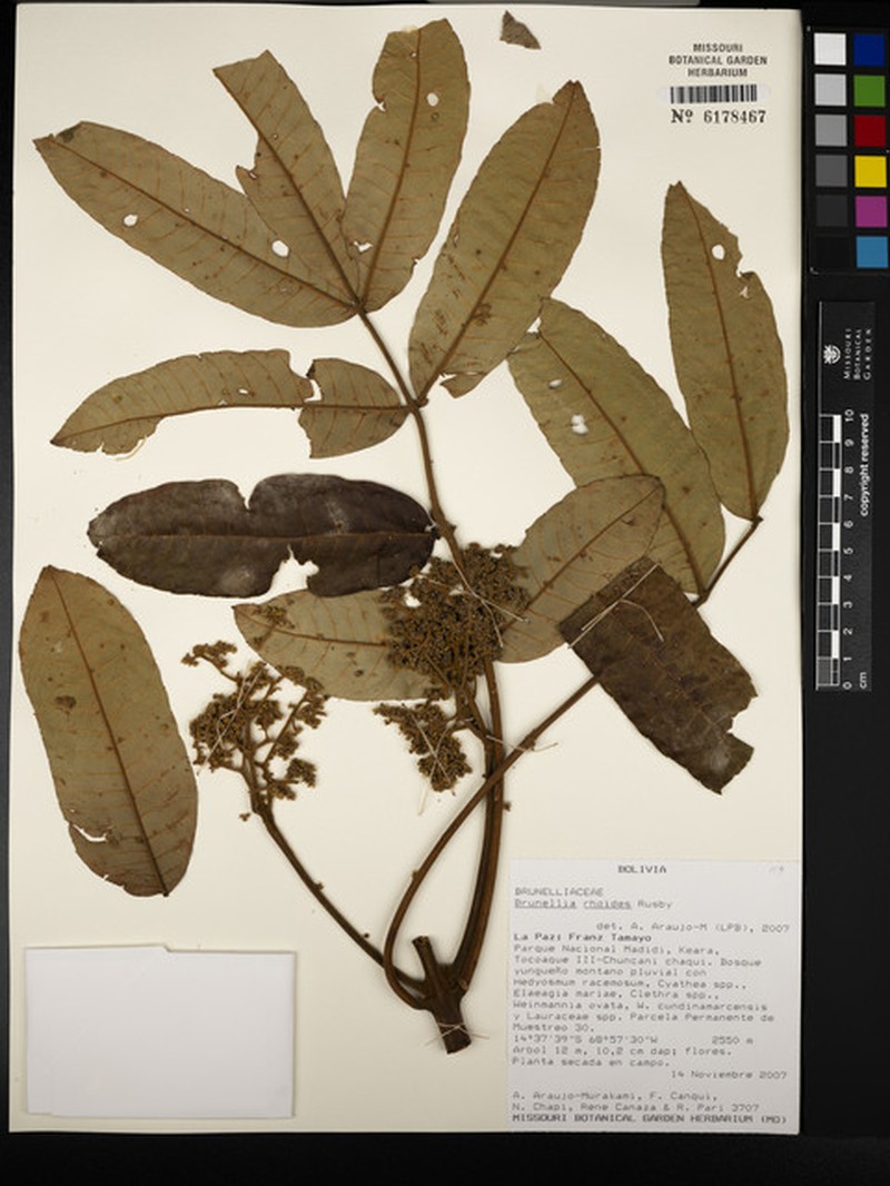 Brunellia rhoides photo 5