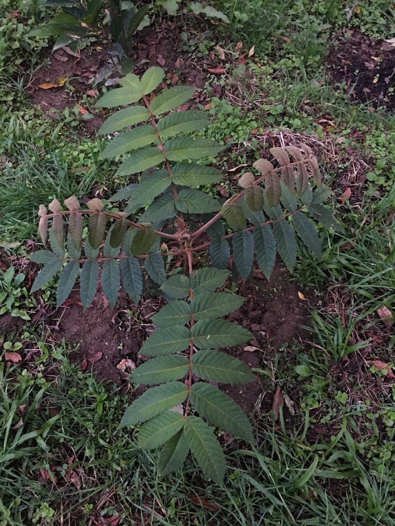 Brunellia sibundoya