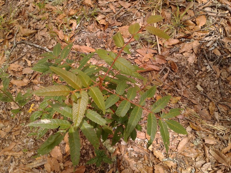 Brunellia sibundoya photo 3