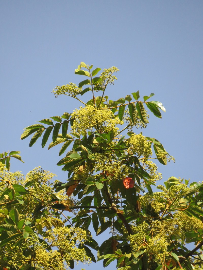Brunellia sibundoya photo 6