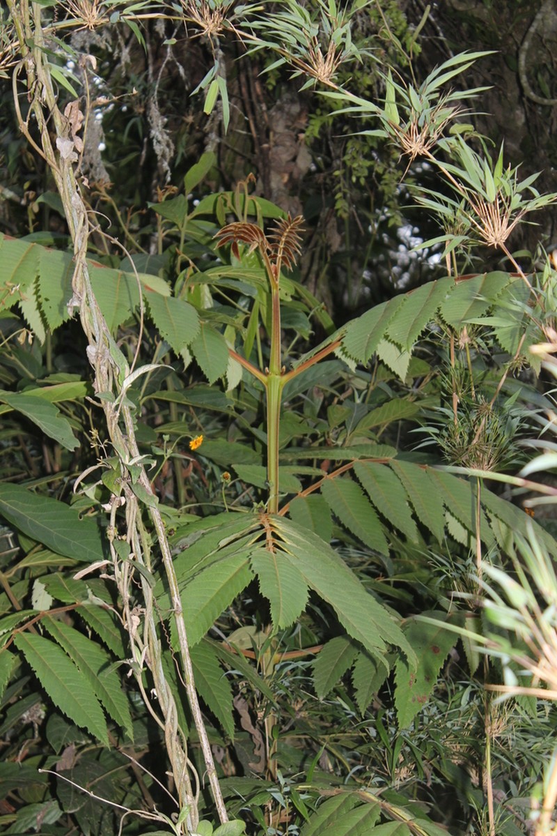 Brunellia sibundoya photo 7