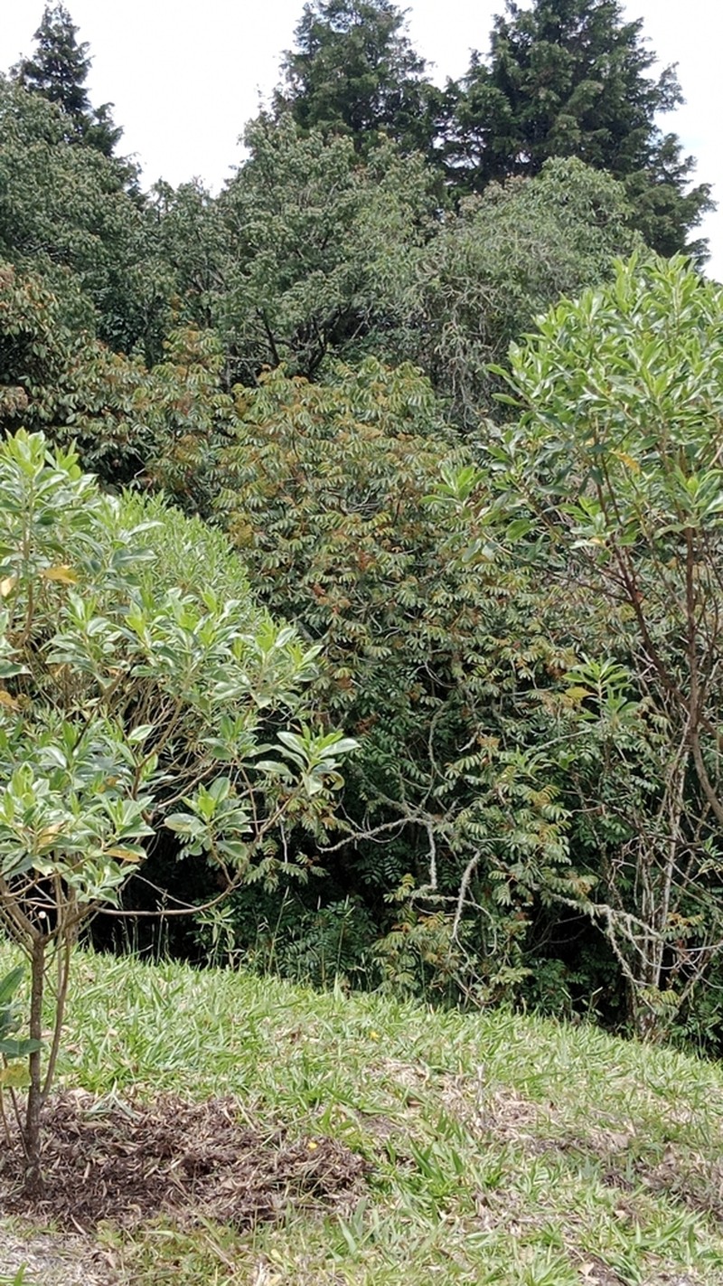 Brunellia sibundoya photo 8