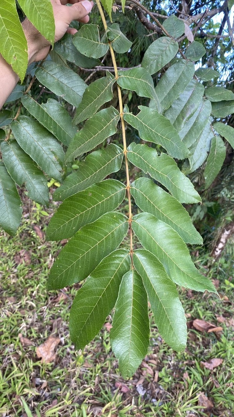 Brunellia standleyana