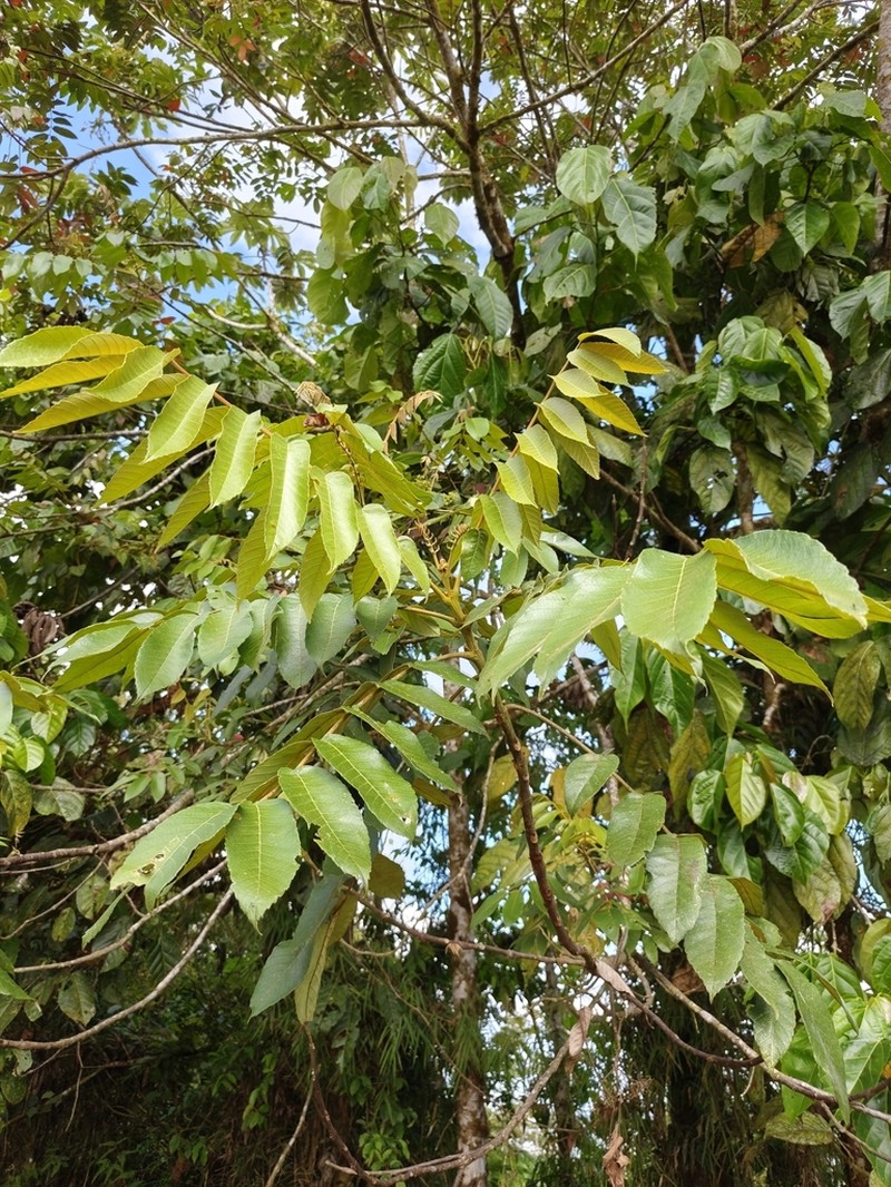 Brunellia standleyana photo 2