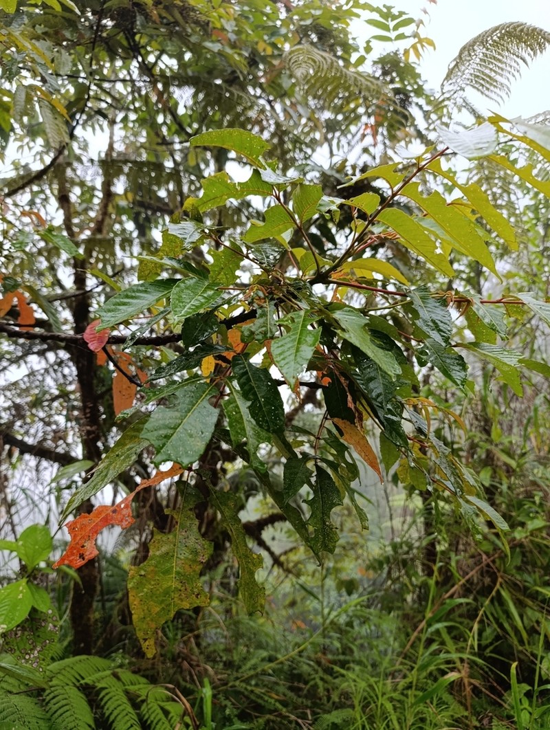 Brunellia standleyana photo 3