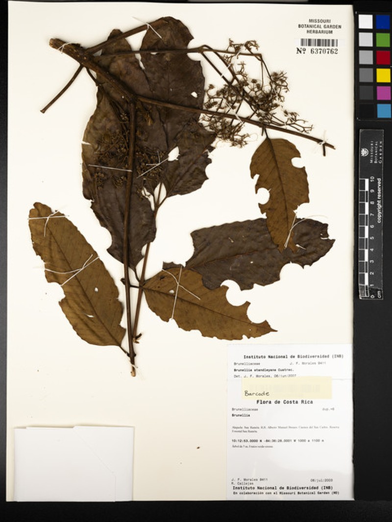 Brunellia standleyana photo 4