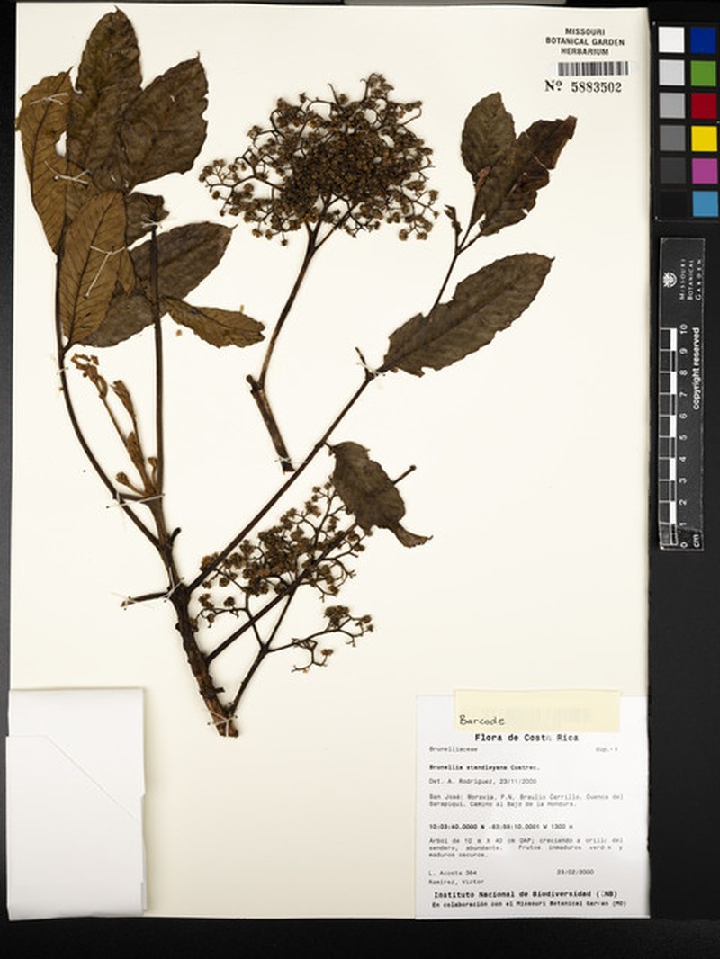 Brunellia standleyana photo 5