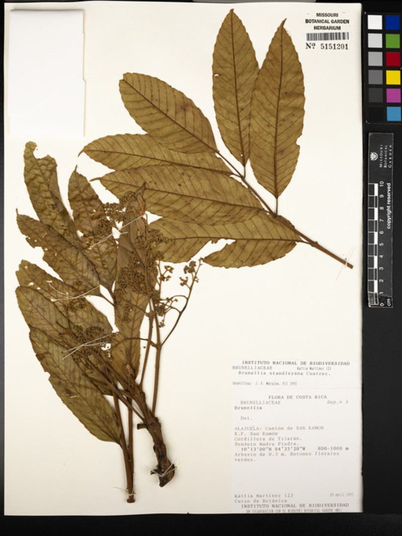 Brunellia standleyana photo 6