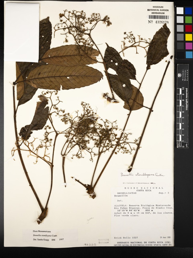 Brunellia standleyana photo 7
