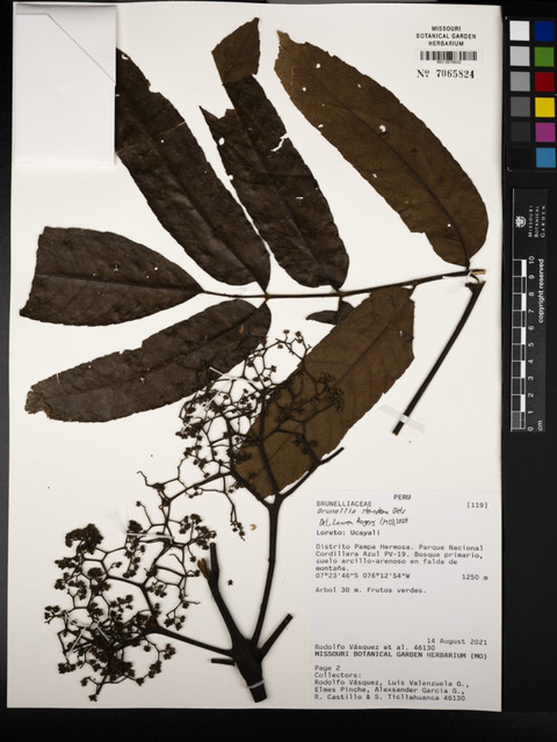 Brunellia stenoptera