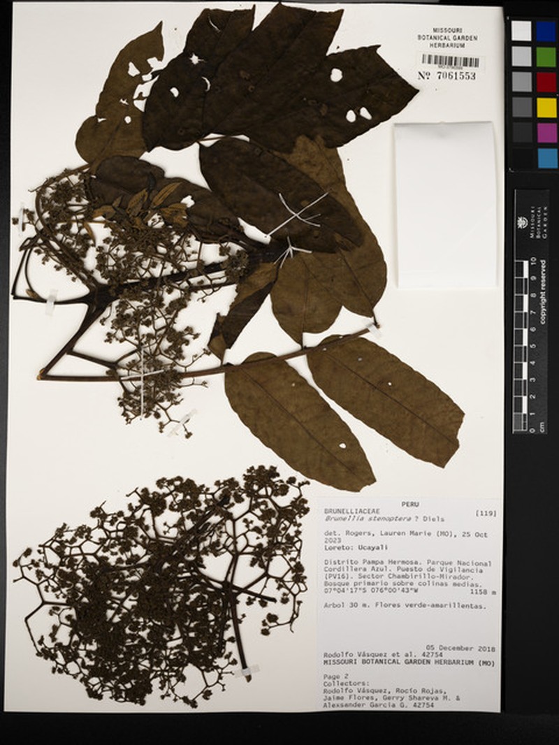 Brunellia stenoptera photo 2