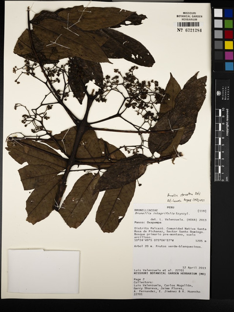 Brunellia stenoptera photo 3