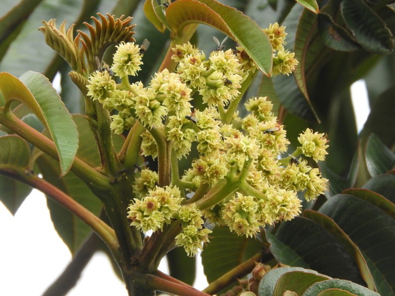 Brunellia subsessilis