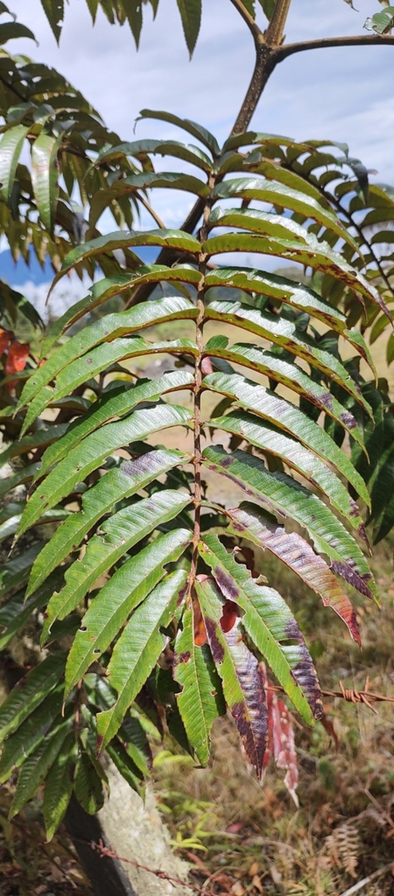 Brunellia subsessilis photo 3