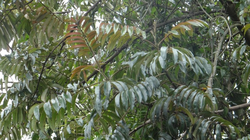 Brunellia subsessilis photo 4
