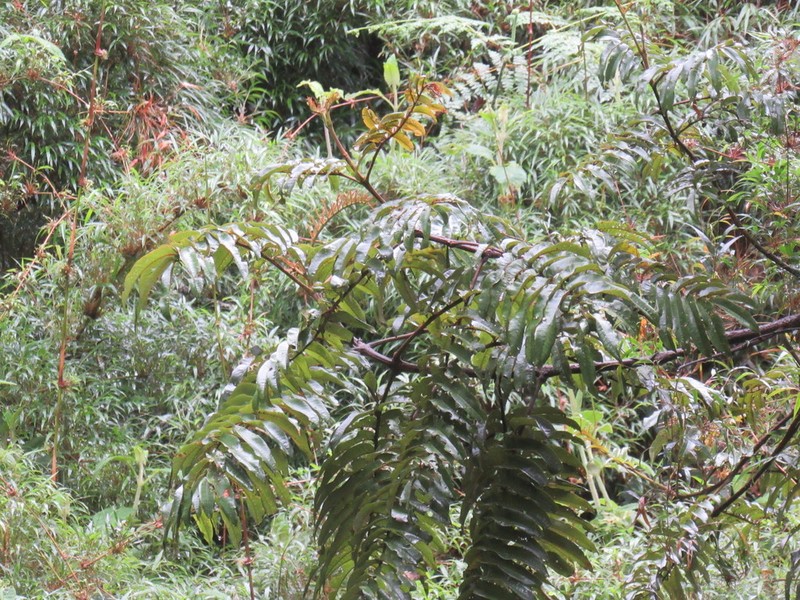 Brunellia subsessilis photo 5