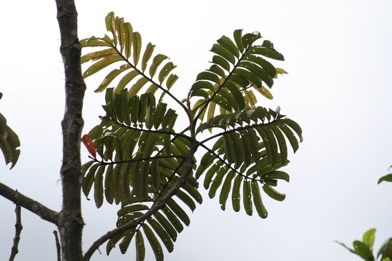 Brunellia subsessilis photo 6