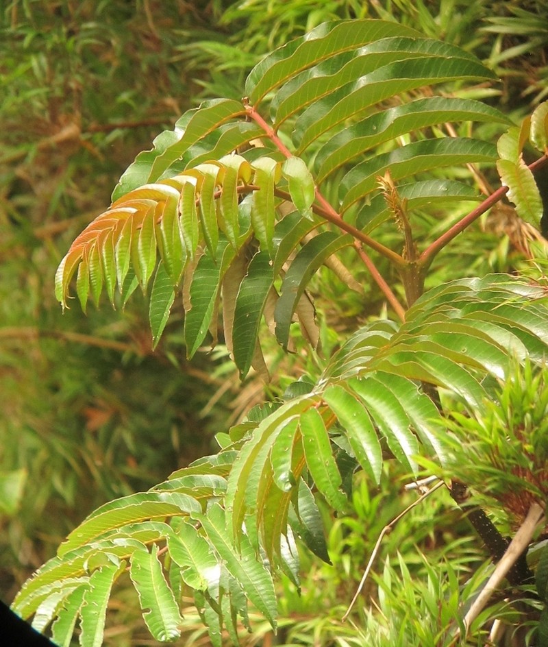 Brunellia subsessilis photo 7