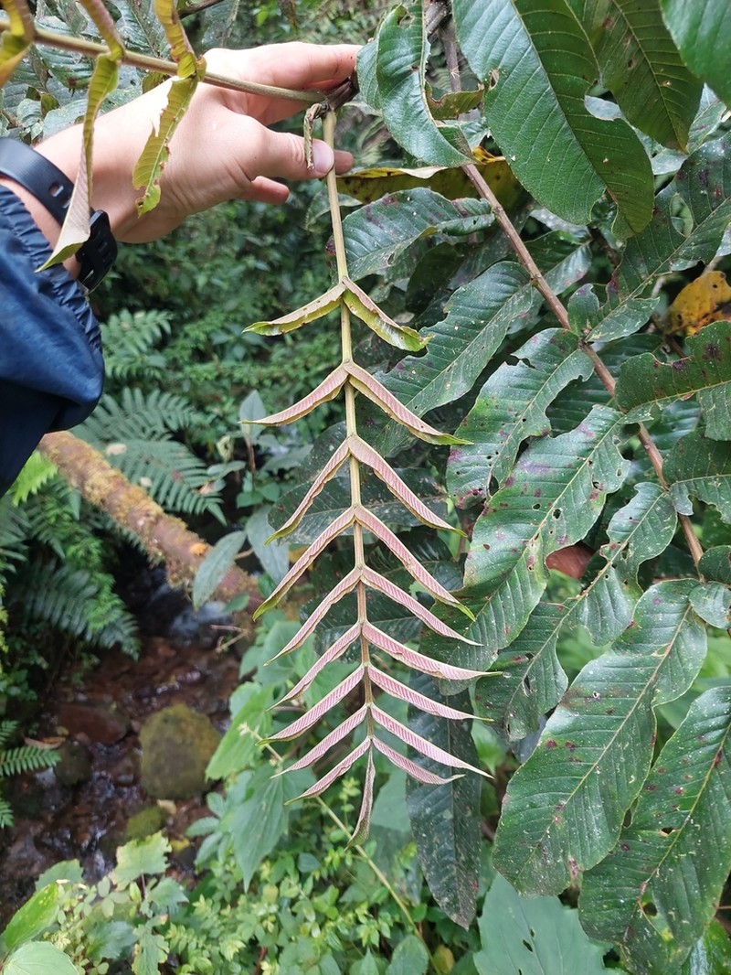 Brunellia subsessilis photo 8